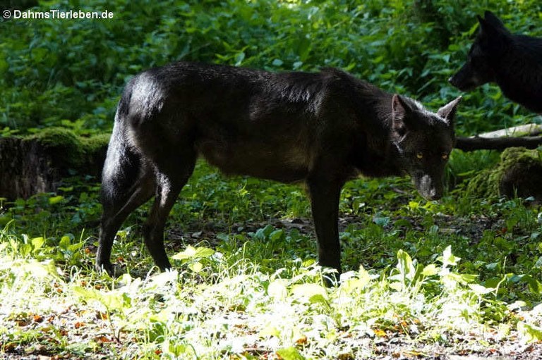 Canis lupus occidentalis