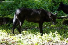 Westlicher Timberwolf (Canis lupus occidentalis) im Adler- und Wolfspark Kasselburg in Pelm