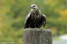 Laggarfalke (Falco jugger) im Adler- und Wolfspark Kasselburg in Pelm