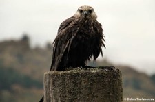 Laggarfalke (Falco jugger) im Adler- und Wolfspark Kasselburg in Pelm