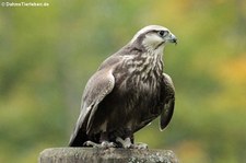 Laggarfalke (Falco jugger) im Adler- und Wolfspark Kasselburg in Pelm