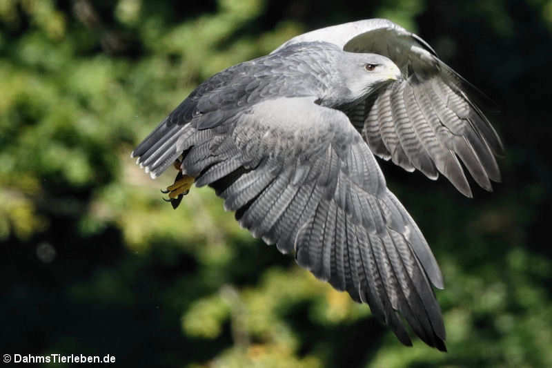 Aguja oder Andenbussard (Geranoaetus melanoleucus)