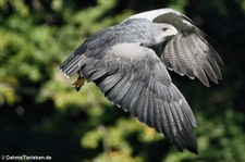 Aguja oder Andenbussard (Geranoaetus melanoleucus) im Adler- und Wolfspark Kasselburg in Pelm