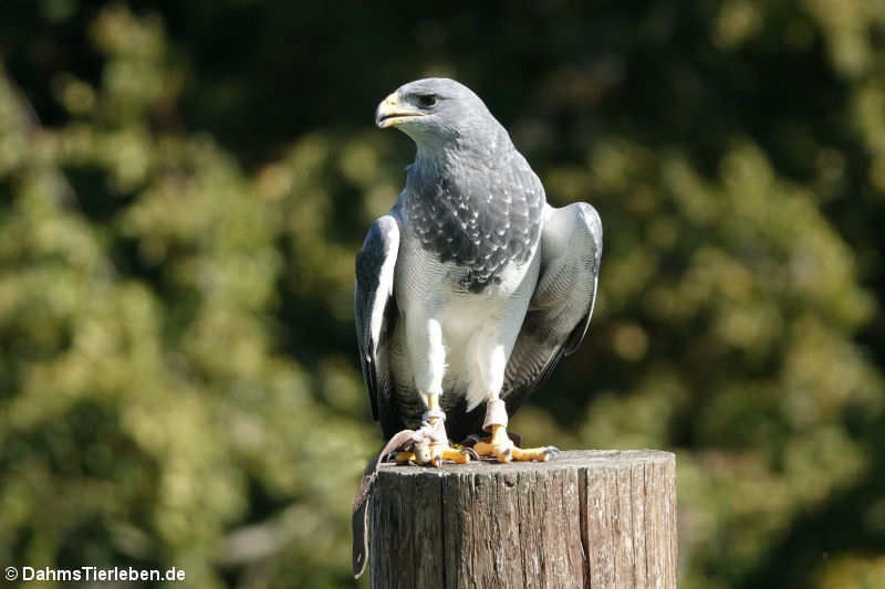 Aguja oder Andenbussard (Geranoaetus melanoleucus)