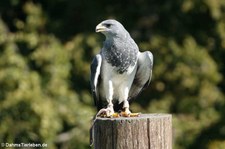 Aguja oder Andenbussard (Geranoaetus melanoleucus) im Adler- und Wolfspark Kasselburg in Pelm