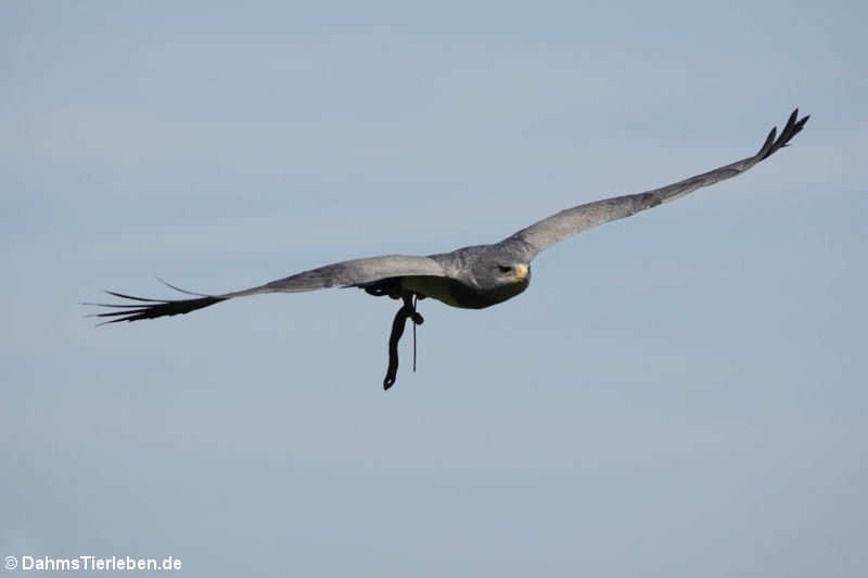 Aguja oder Andenbussard (Geranoaetus melanoleucus)