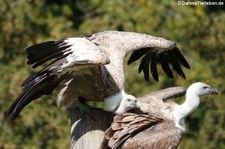 Gänsegeier (Gyps fulvus) im Adler- und Wolfspark Kasselburg in Pelm