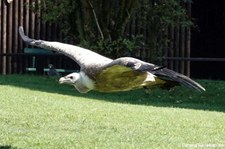 Gänsegeier (Gyps fulvus) im Adler- und Wolfspark Kasselburg in Pelm