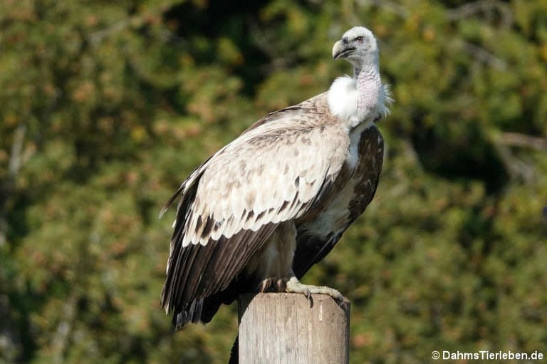 Gyps fulvus