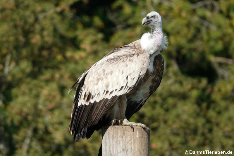 Gänsegeier (Gyps fulvus)