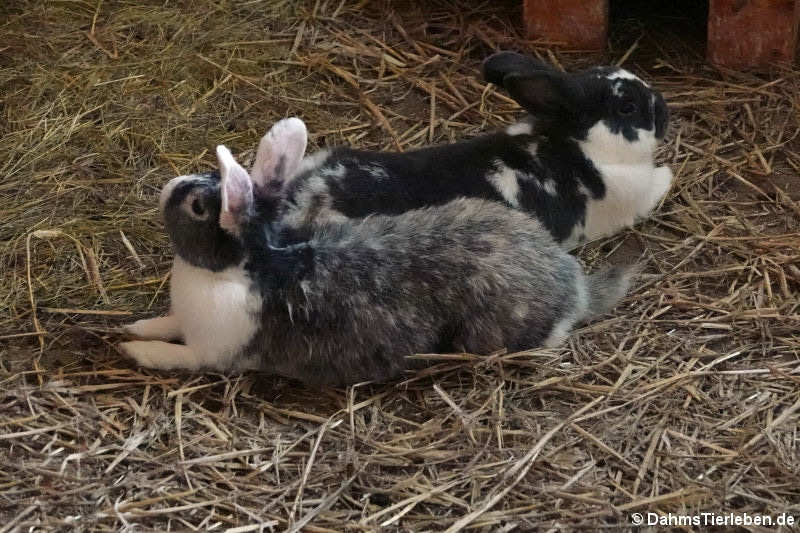 Kaninchen (Oryctolagus cuniculus f. domestica)