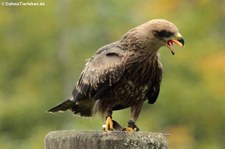 Schwarzer Milan (Milvus migrans) im Adler- und Wolfspark Kasselburg in Pelm