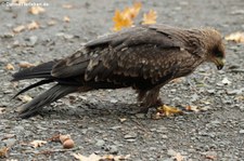 Schwarzer Milan (Milvus migrans) im Adler- und Wolfspark Kasselburg in Pelm