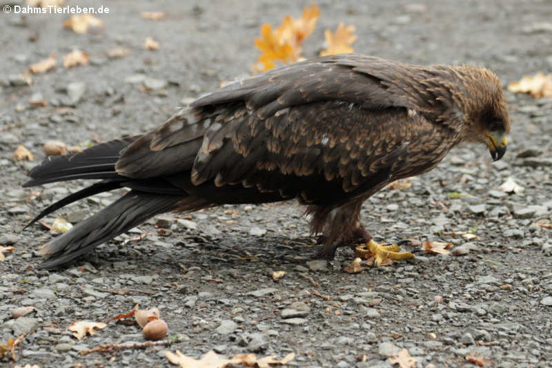 Schwarzmilan (Milvus migrans)