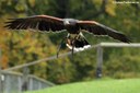 Parabuteo unicinctus