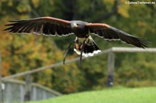 Wüstenbussard (Parabuteo unicinctus) im Adler- und Wolfspark Kasselburg in Pelm