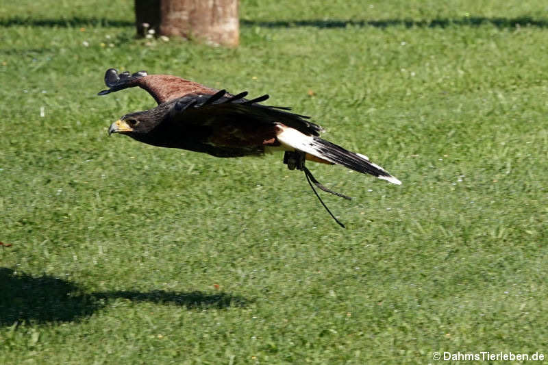 Wüstenbussard (Parabuteo unicinctus)