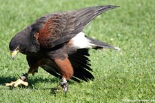 Wüstenbussard (Parabuteo unicinctus) im Adler- und Wolfspark Kasselburg in Pelm