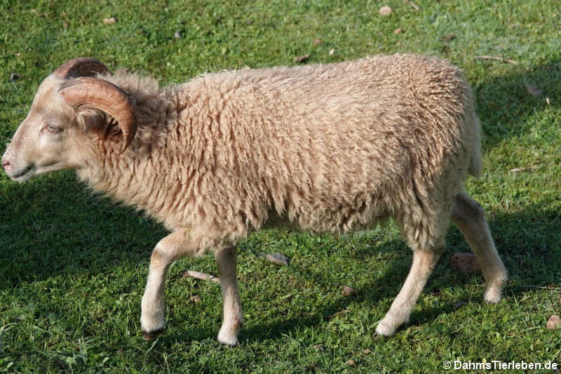 Schaf (Ovis orientalis f. aries)