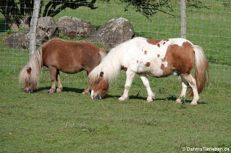 Shetlandponys