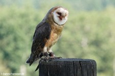 Schleiereule (Tyto alba) im Adler- und Wolfspark Kasselburg in Pelm