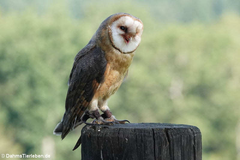 Schleiereule (Tyto alba)