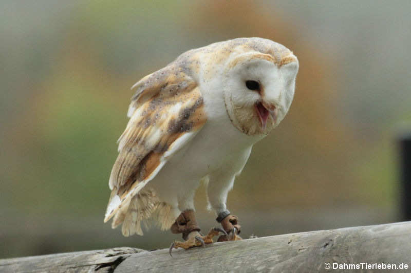 Schleiereule (Tyto alba)