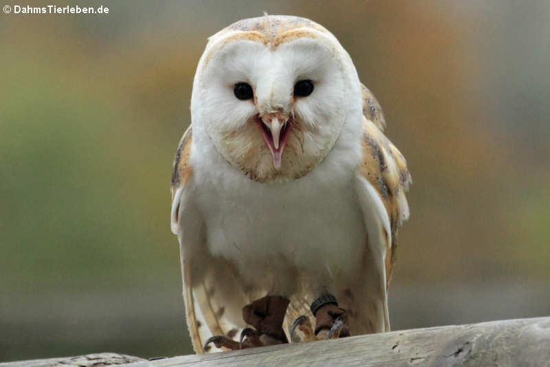 Schleiereule (Tyto alba)