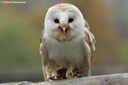 Tyto alba