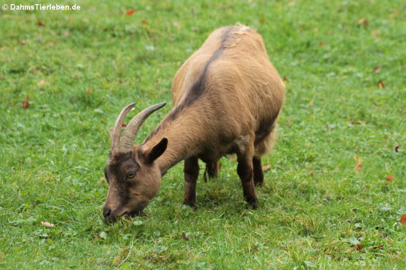 Zwergziege (Capra aegagrus f. hircus)