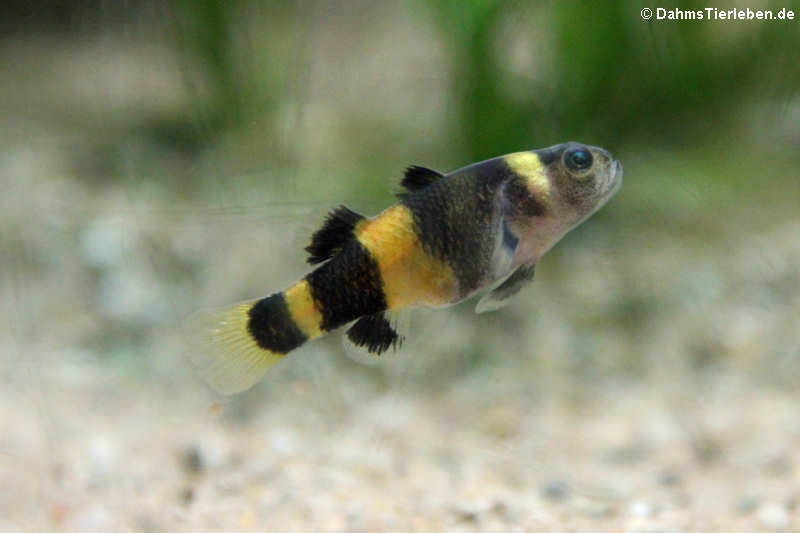 Goldringelgrundel (Brachygobius xanthozonus)