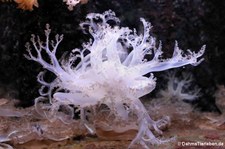 Mangrowenqualle (Cassiopea andromeda) im Kölner Zoo