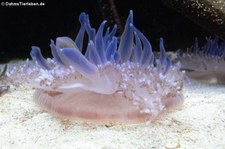 Mangrowenqualle (Cassiopea andromeda) im Kölner Zoo