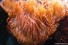 Kupferanemone (Entacmaea quadricolor) im Kölner Zoo