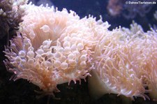 Kupferanemonen (Entacmaea quadricolor) im Kölner Zoo