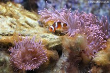 Kupferanemonen (Entacmaea quadricolor) im Kölner Zoo