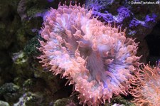 Kupferanemone (Entacmaea quadricolor) im Kölner Zoo