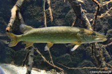 Hecht (Esox lucius) im Kölner Zoo