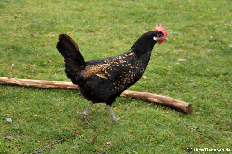 Bergischer Schlotterkamm (Gallus gallus f. domestica)