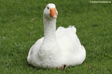 Diepholzer Gans im Kölner Zoo