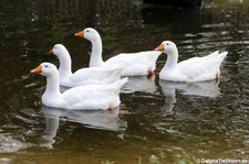 Diepholzer Gänse im Kölner Zoo