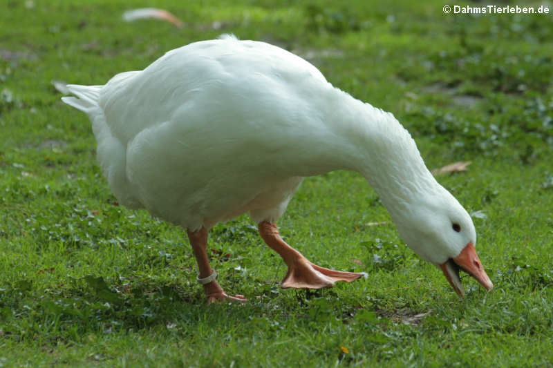 Diepholzer Gans (Anser anser f. domestica)