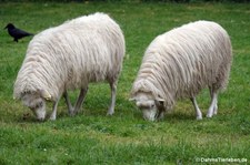 Moorschnucken im Kölner Zoo