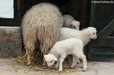 Moorschnucken im Kölner Zoo