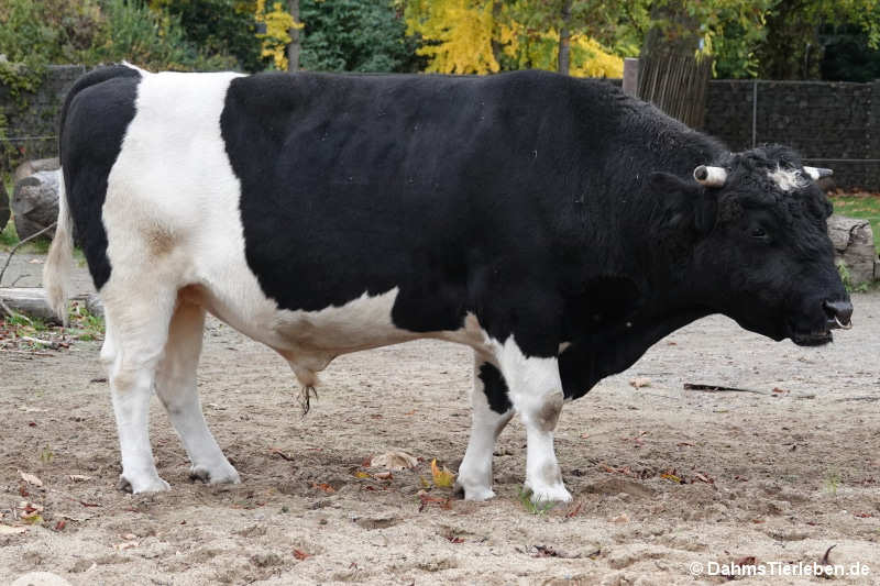 Niederungsrind (Bos primigenius f. taurus)