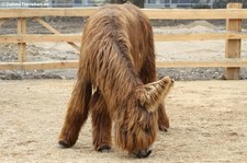 Poitou-Esel im Kölner Zoo