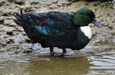 Pommernente  im Kölner Zoo