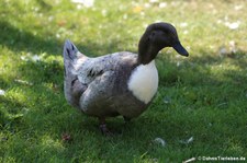 Pommernente im Kölner Zoo