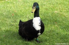 Pommernente im Kölner Zoo