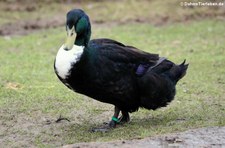 Pommernente  im Kölner Zoo